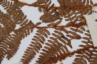 闊鱗鱗毛蕨藏品圖，第4張