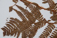 闊鱗鱗毛蕨藏品圖，第5張