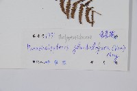 密腺副金星蕨藏品圖，第2張