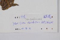 密毛蕨、巒大蕨藏品圖，第2張