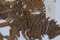 密毛蕨、巒大蕨藏品圖，第3張