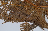 密毛蕨、巒大蕨藏品圖，第4張