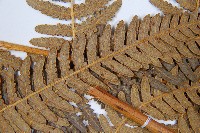 密毛蕨、巒大蕨藏品圖，第5張