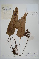 盾蕨藏品圖，第1張