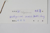 盾蕨藏品圖，第2張