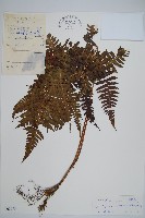 南洋假鱗毛蕨藏品圖，第1張