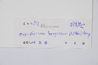 南洋假鱗毛蕨藏品圖，第2張