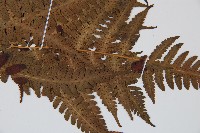 南洋假鱗毛蕨藏品圖，第3張