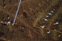 南洋假鱗毛蕨藏品圖，第5張