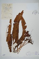 大瓦葦藏品圖，第1張