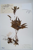 橢圓線蕨藏品圖，第1張