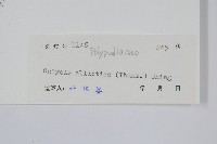 橢圓線蕨藏品圖，第2張