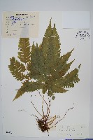 傅氏鳳尾蕨藏品圖，第1張