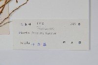 傅氏鳳尾蕨藏品圖，第2張