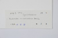 木賊藏品圖，第2張