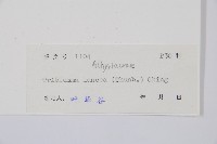 單葉雙蓋蕨藏品圖，第2張