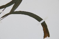 單葉雙蓋蕨藏品圖，第3張