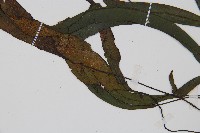 單葉雙蓋蕨藏品圖，第4張