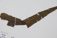 單葉雙蓋蕨藏品圖，第5張