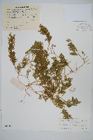 翠雲草、藍草藏品圖，第1張