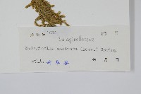 翠雲草、藍草藏品圖，第2張