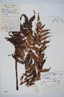 臺灣桫欏藏品圖，第1張