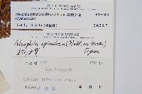 臺灣桫欏藏品圖，第2張