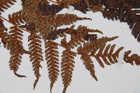 臺灣桫欏藏品圖，第3張