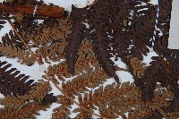 臺灣桫欏藏品圖，第4張