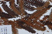 臺灣桫欏藏品圖，第5張