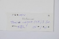 石松藏品圖，第2張