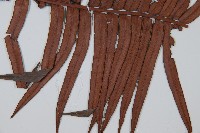 石松藏品圖，第3張