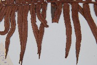 石松藏品圖，第4張