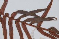 石松藏品圖，第5張