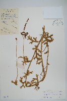 石松藏品圖，第6張