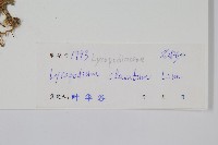 石松藏品圖，第7張