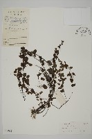 半月形鐵線蕨藏品圖，第1張