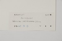 半月形鐵線蕨藏品圖，第2張