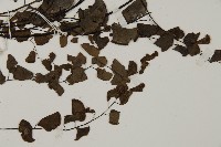 半月形鐵線蕨藏品圖，第3張