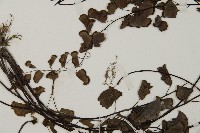 半月形鐵線蕨藏品圖，第4張