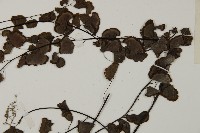 半月形鐵線蕨藏品圖，第5張