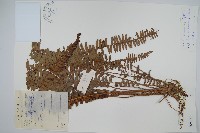 腎蕨藏品圖，第1張