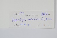 腎蕨藏品圖，第2張