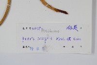 全緣鳳尾蕨藏品圖，第2張