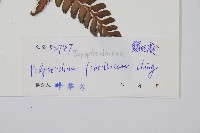 登錄號:P005089藏品圖，第2張