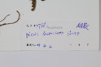 多羽鳳尾蕨藏品圖，第2張