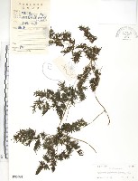 海金沙藏品圖，第1張