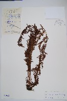 烏蕨藏品圖，第1張