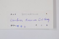 烏蕨藏品圖，第2張