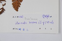 陰石蕨藏品圖，第2張